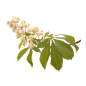 White Chestnut Fleurs de l'Atlas 10 ml (Marronnier Blanc)