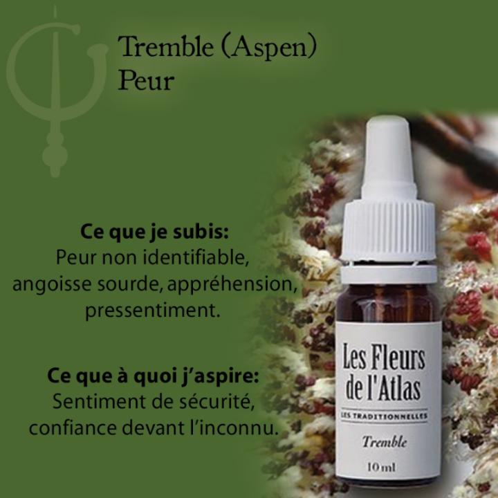 Aspen Fleurs de Bach sans alcool - Fleurs de l'Atlas 10 ml (Tremble) Fleurs de l'Atlas - Sans alcool 2 - mesfleursdebach.com 