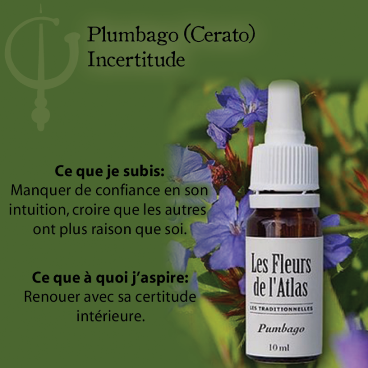 Cerato Fleurs de Bach sans alcool - Fleurs de l'Atlas 10 ml (Plumbago) Fleurs de l'Atlas - Sans alcool 3 - mesfleursdebach.com 