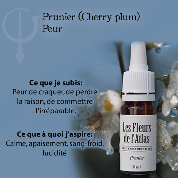 Cherry Plum Fleurs de Bach sans alcool - Fleurs de l'Atlas 10 ml (Prunier Myrobolan) Fleurs de l'Atlas - Sans alcool 3 - mesfleu