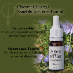 Chicory (Chicorée) 10ML FLEURS DE L'ATLAS