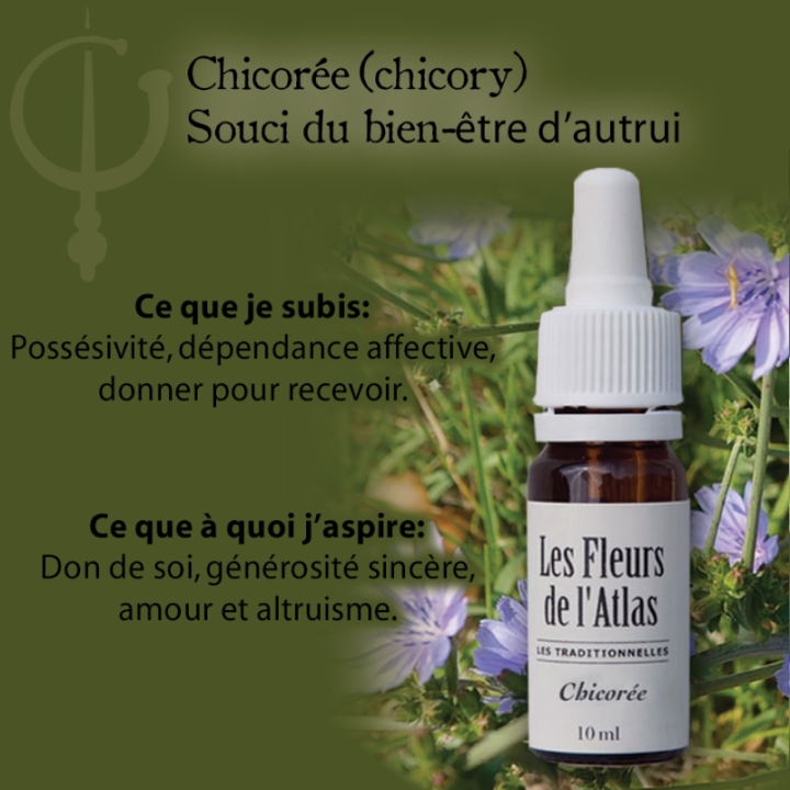 Chicory Fleurs de Bach sans alcool - Fleurs de l'Atlas 10 ml (Chicorée) Fleurs de l'Atlas - Sans alcool 3 - mesfleursdebach.com 