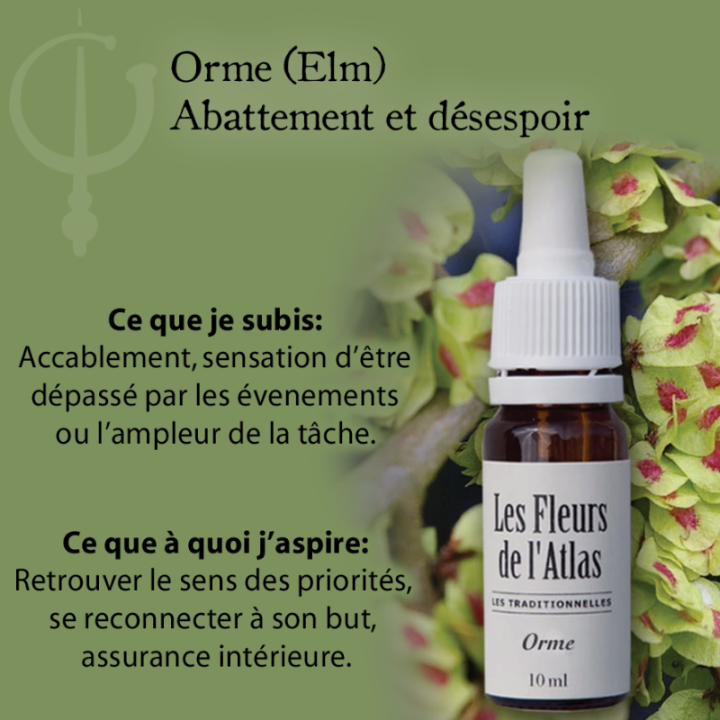 Elm Fleurs de Bach sans alcool - Fleurs de l'Atlas 10 ml (Orme) Fleurs de l'Atlas - Sans alcool 3 - mesfleursdebach.com 