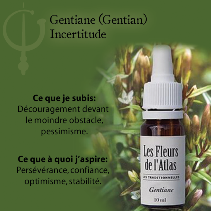 Gentian Fleurs de Bach sans alcool - Fleurs de l'Atlas 10 ml (Gentiane) Fleurs de l'Atlas - Sans alcool 3 - mesfleursdebach.com 
