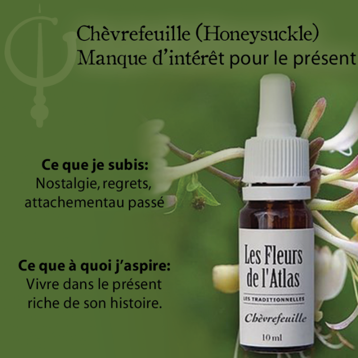 Honeysuckle Fleurs de Bach sans alcool - Fleurs de l'Atlas 10 ml (Chèvrefeuille) Fleurs de l'Atlas - Sans alcool 3 - mesfleursde
