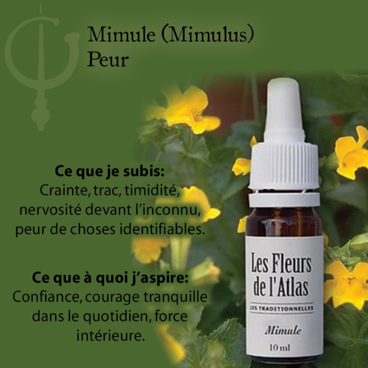 Mimulus Fleurs de Bach sans alcool - Fleurs de l'Atlas 10 ml (Mimule) Fleurs de l'Atlas - Sans alcool 3 - mesfleursdebach.com 