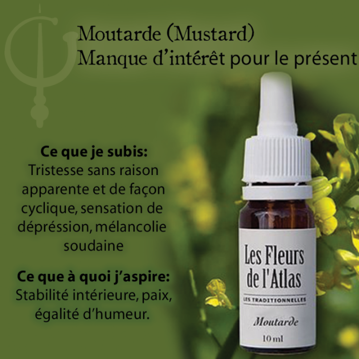 Mustard Fleurs de Bach sans alcool - Fleurs de l'Atlas 10 ml (Moutarde) Fleurs de l'Atlas - Sans alcool 3 - mesfleursdebach.com 