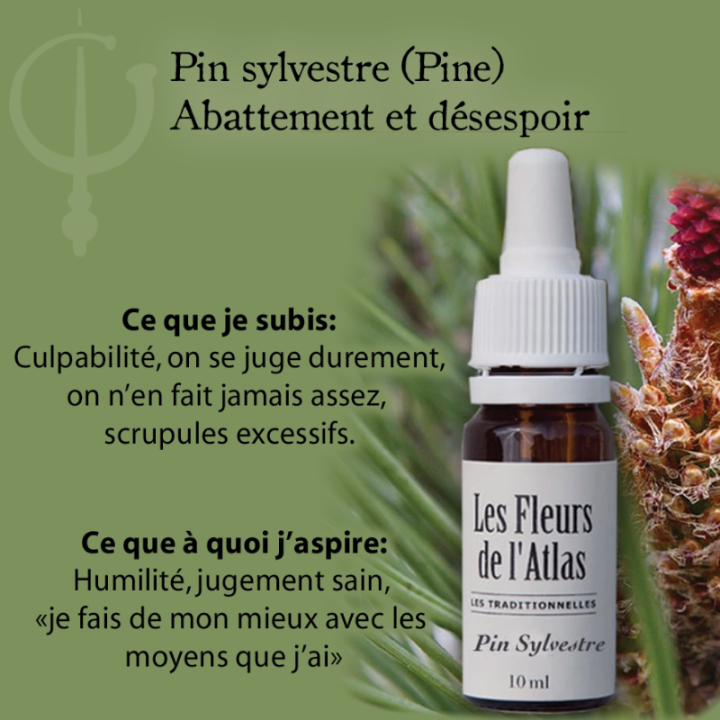 Pine Fleurs de Bach sans alcool - Fleurs de l'Atlas 10 ml (Pin Sylvestre) Fleurs de l'Atlas - Sans alcool 3 - mesfleursdebach.co