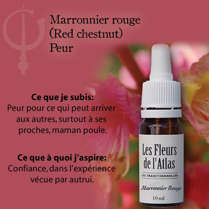 Red Chestnut Fleurs de Bach sans alcool - Fleurs de l'Atlas 10 ml (Marronnier Rouge) Fleurs de l'Atlas - Sans alcool 3 - mesfleu
