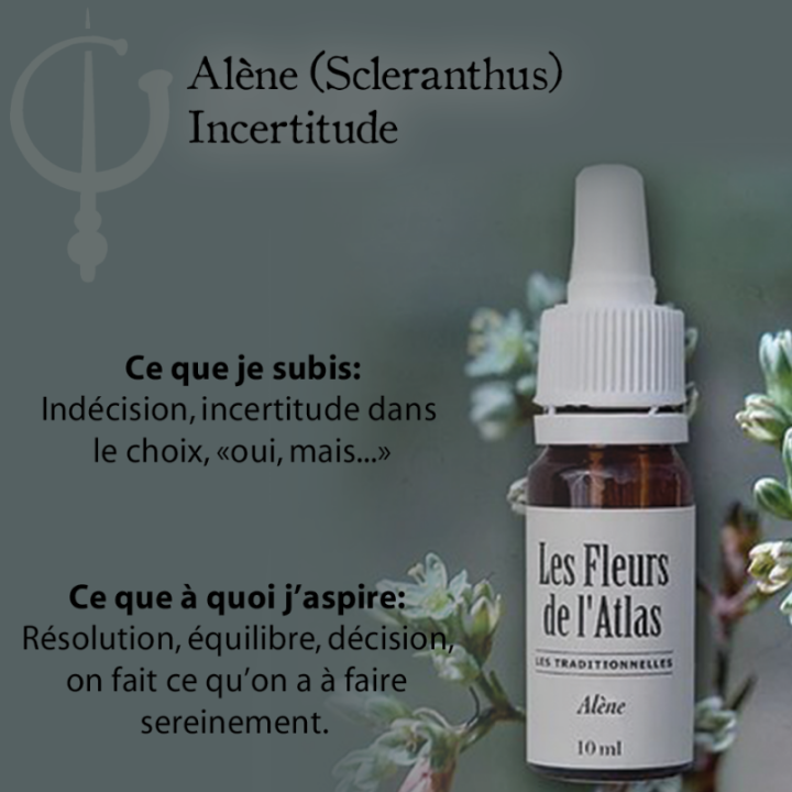 Scleranthus Fleurs de Bach sans alcool - Fleurs de l'Atlas 10 ml (Alène) Fleurs de l'Atlas - Sans alcool 3 - mesfleursdebach.com