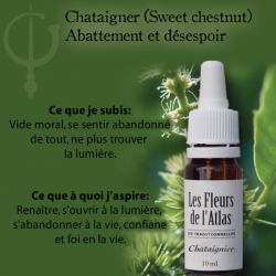 Sweet Chestnut (Châtaignier) 10ML FLEURS DE L'ATLAS