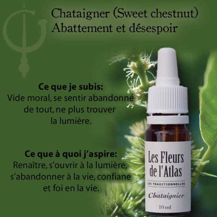Sweet Chestnut Fleurs de Bach sans alcool - Fleurs de l'Atlas 10 ml (Châtaignier) Fleurs de l'Atlas - Sans alcool 3 - mesfleursd