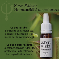 Walnut (Noyer) 10ML FLEURS DE L'ATLAS