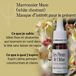 White Chestnut (Marronnier Blanc) 10ML FLEURS DE L'ATLAS