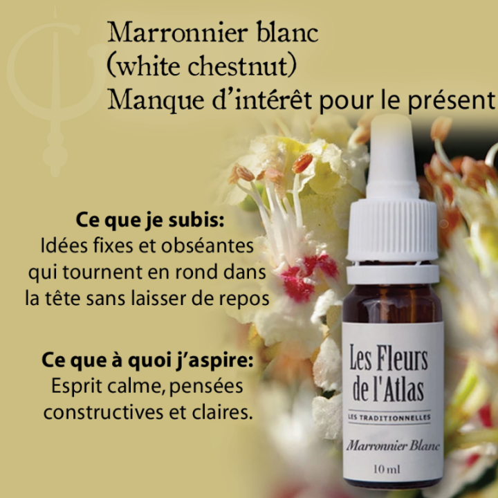 White Chestnut Fleurs de Bach sans alcool - Fleurs de l'Atlas 10 ml (Marronnier Blanc) Fleurs de l'Atlas - Sans alcool 3 - mesfl
