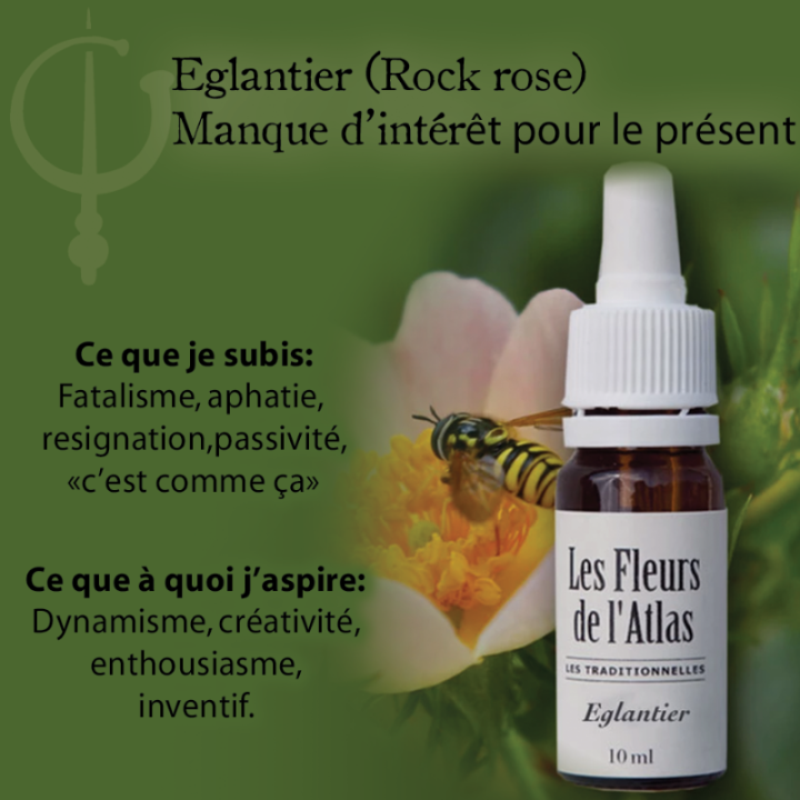 Wild Rose Fleurs de Bach sans alcool - Fleurs de l'Atlas 10 ml (Églantine) Fleurs de l'Atlas - Sans alcool 3 - mesfleursdebach.c