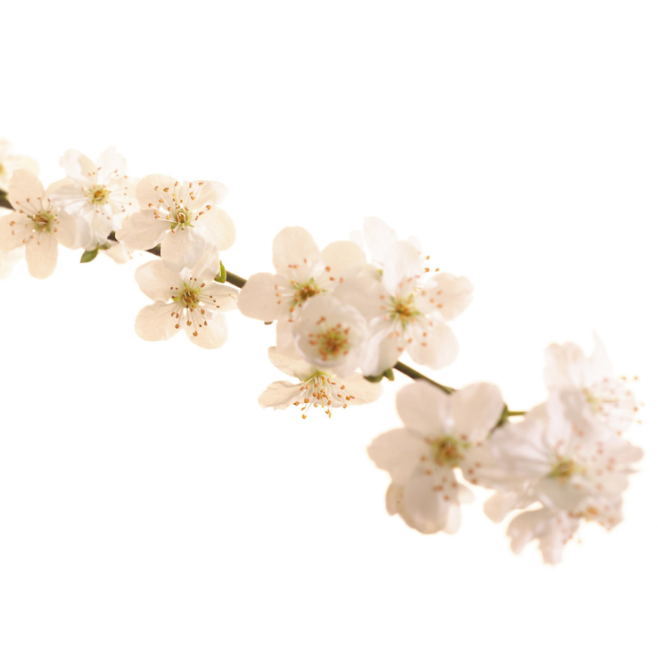 Cherry Plum Deva 30 ml (Prunier Myrobolan) Deva 2 - mesfleursdebach.com 