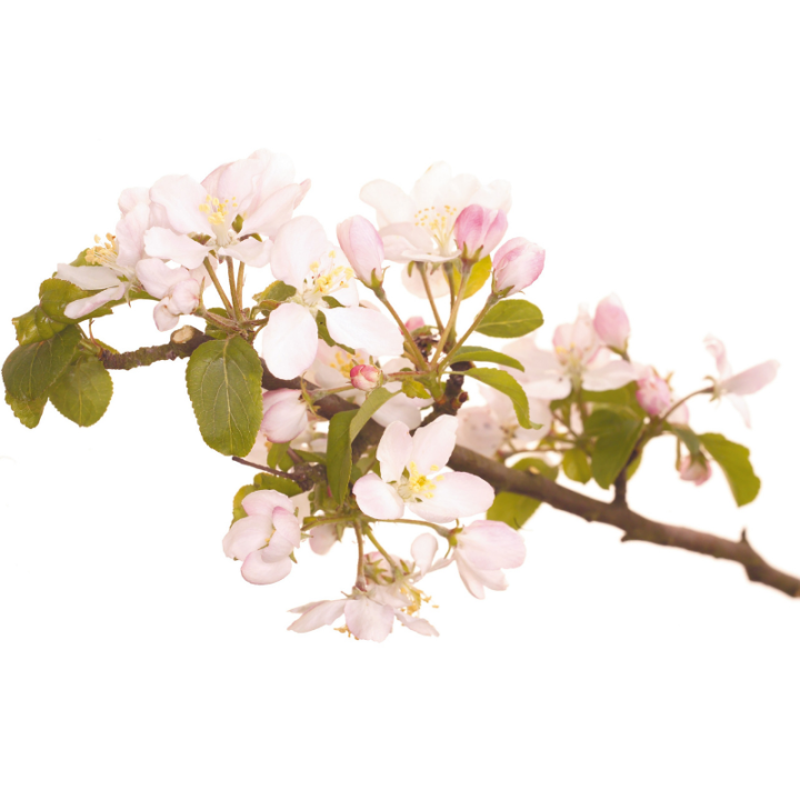 Crab Apple Deva 30 ml (Pommier Sauvage) Deva 2 - mesfleursdebach.com 