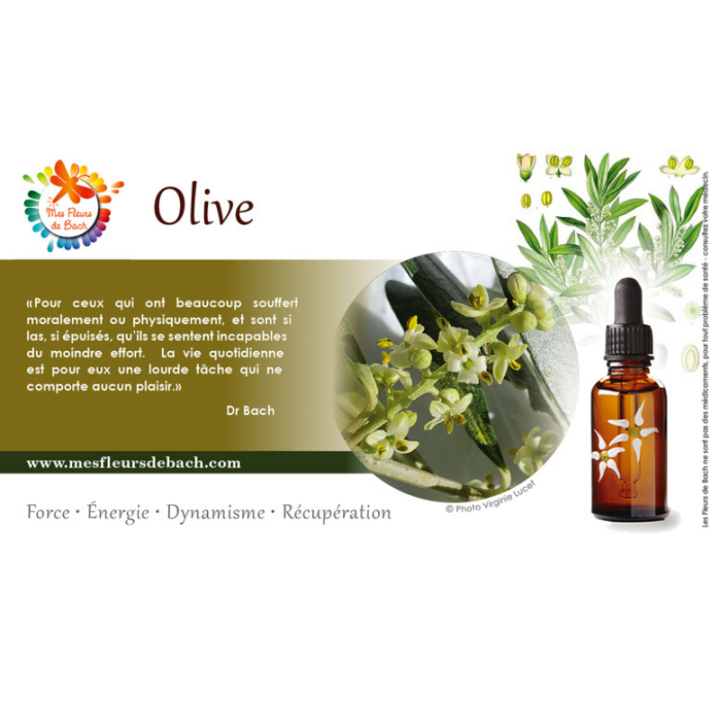 Olive Deva 30 ml (Olive) Deva 3 - mesfleursdebach.com 