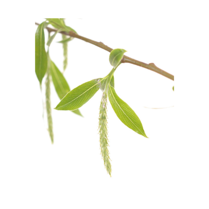 Willow Deva 30 ml (Saule) Deva 2 - mesfleursdebach.com 