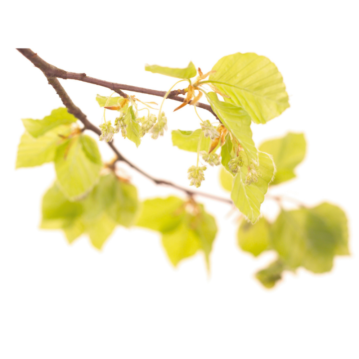 Beech Deva 30 ml (Hêtre) Deva 2 - mesfleursdebach.com 