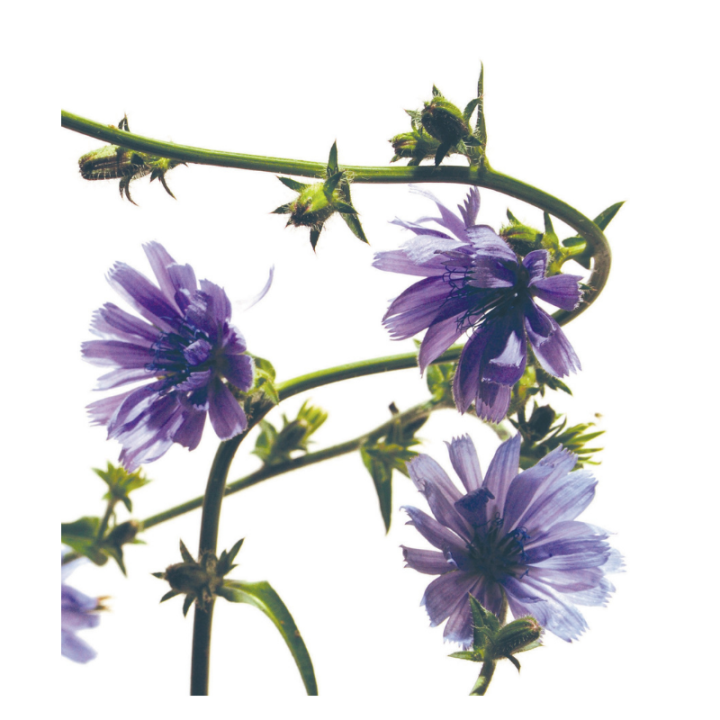 Chicory Deva 30 ml (Chicorée) Deva 2 - mesfleursdebach.com 