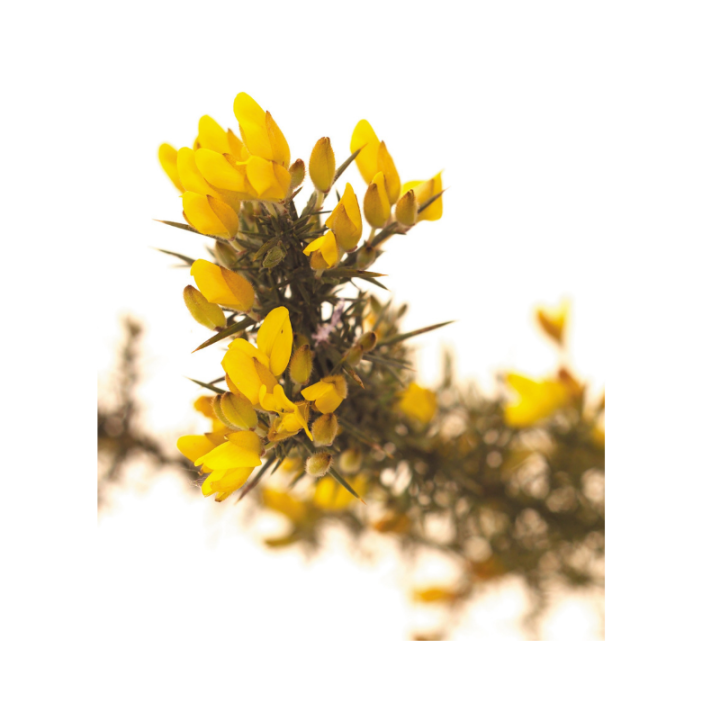 Gorse Deva 30 ml (Ajonc) Deva 2 - mesfleursdebach.com 