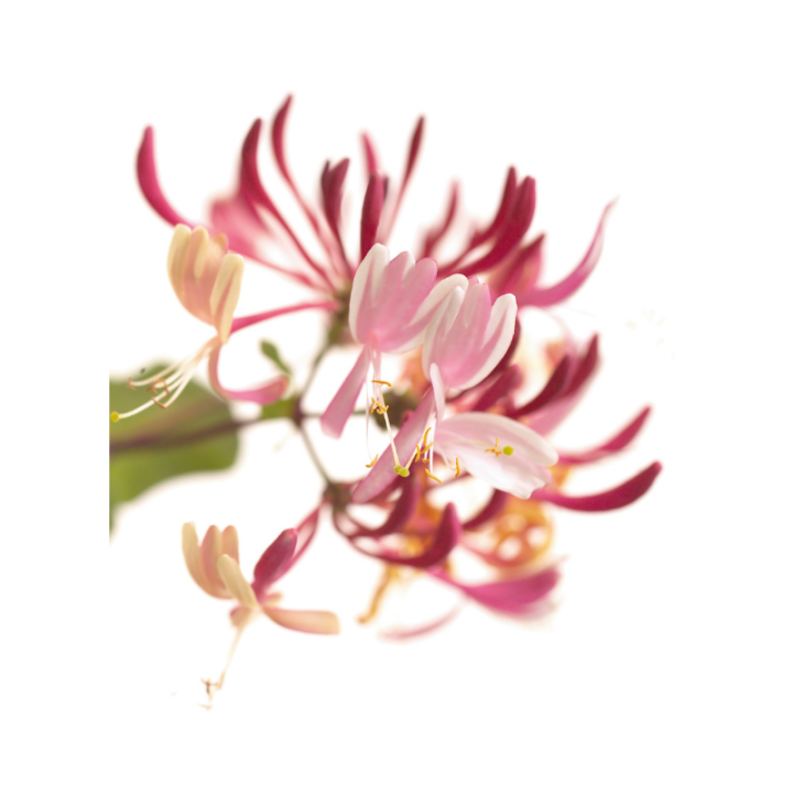 Honeysuckle Deva 30 ml (Chèvrefeuille) Deva 2 - mesfleursdebach.com 