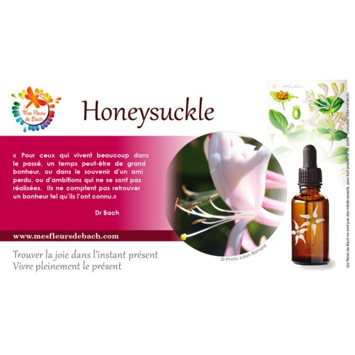 Honeysuckle Deva 30 ml (Chèvrefeuille) Deva 3 - mesfleursdebach.com 