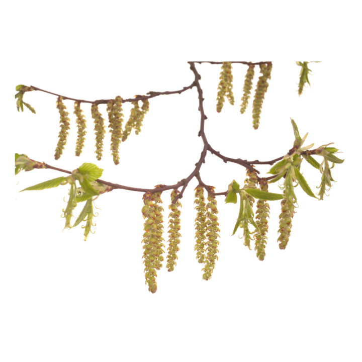 Hornbeam Deva 30 ml (Charme) Deva 2 - mesfleursdebach.com 