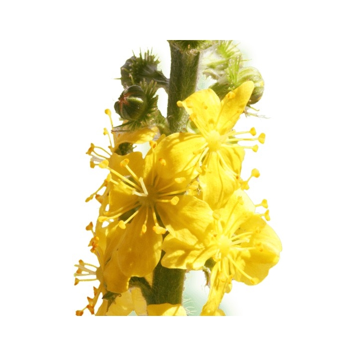 Agrimony Healing Herbs 10 ml (Aigremoine) Healing Herbs 2 - mesfleursdebach.com 