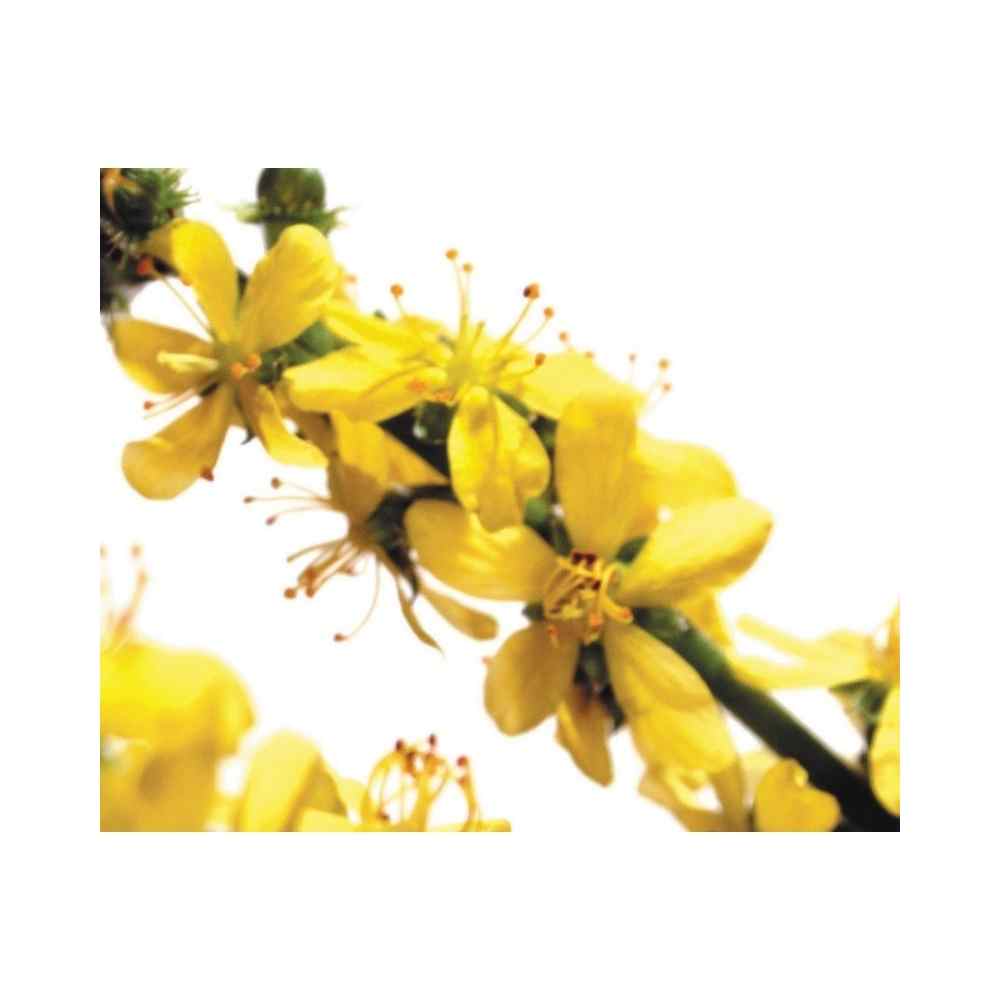 MES FLEURS DE BACH Etiquettes AGRIMONY MES FLEURS DE BACH Etiquettes AGRIMONY