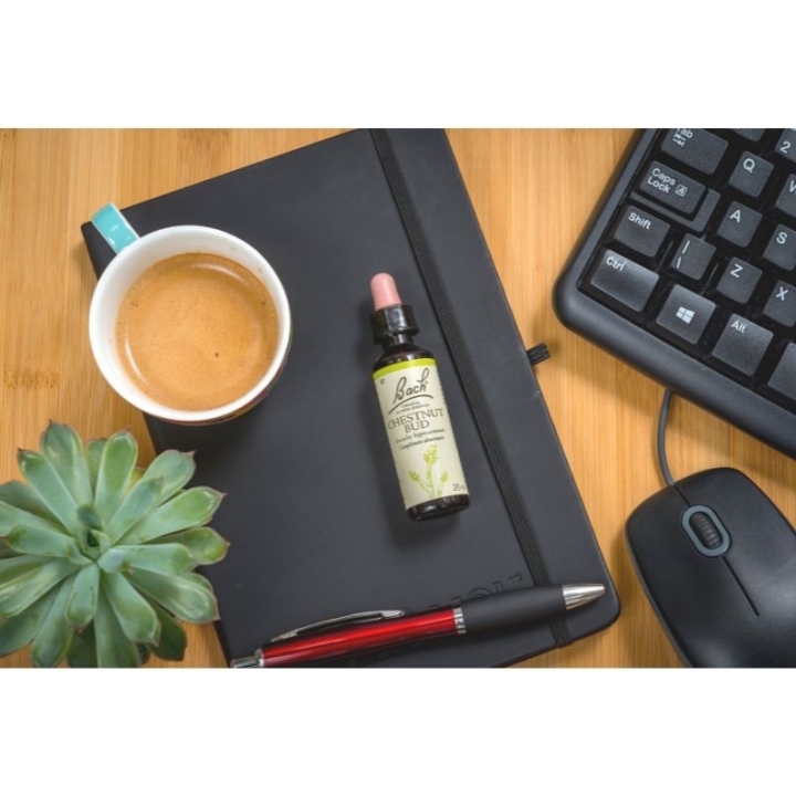 Chestnut Bud Bach Original - Fleur de Bach Authentique 20 ml (Bourgeon de Marronnier) Bach Original Nelsons 8 - mesfleursdebach.