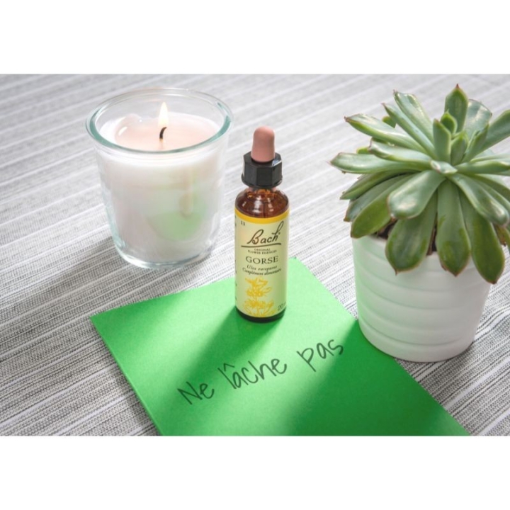 Gorse Bach Original - Fleur de Bach Authentique 20 ml (Ajonc) Bach Original Nelsons 8 - mesfleursdebach.com 