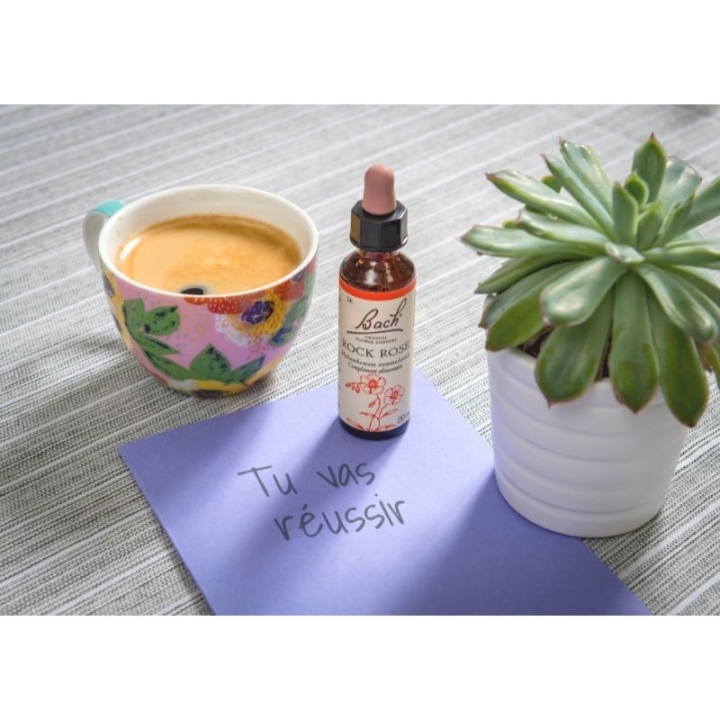 Rock Rose Bach Original - Fleur de Bach Authentique 20 ml (Hélianthème) Bach Original Nelsons 8 - mesfleursdebach.com 