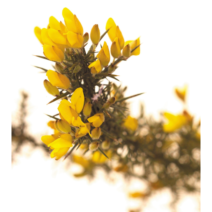 DVD - Les "7 auxiliaires" du Dr Bach Mes Fleurs de BACH 2 - mesfleursdebach.com 