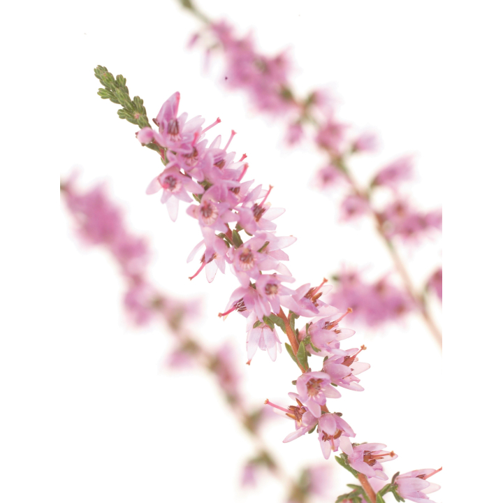 DVD - Les "7 auxiliaires" du Dr Bach Mes Fleurs de BACH 3 - mesfleursdebach.com 