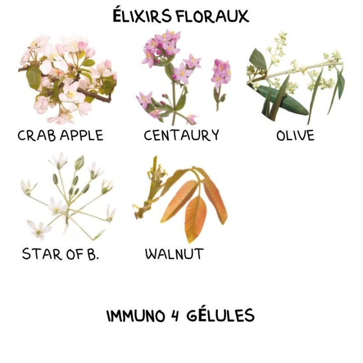 Immuno4 Gélules Bio aux fleurs de Bach Laboratoire Mint-e 4 - mesfleursdebach.com 
