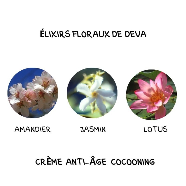 Crème Anti-Âge Cocooning Alchimy aux Fleurs de Bach et à l'acide hyaluronique Alchimy 18 - mesfleursdebach.com 