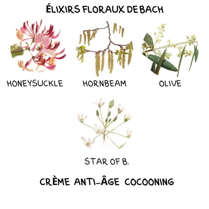 Crème Anti-Âge Cocooning Alchimy aux Fleurs de Bach et à l'acide hyaluronique Alchimy 17 - mesfleursdebach.com 