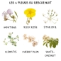 Healing Herbs - 5 Fleurs d'urgence Rescue spray nuit 20 ml - Julian Barnard