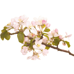 Etiquettes Crab Apple - Planche de 15 Mes Fleurs de BACH 1 - mesfleursdebach.com 