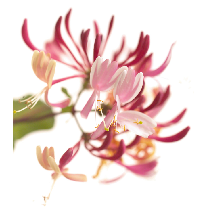 Etiquettes Honeysuckle - Planche de 15 Mes Fleurs de BACH 1 - mesfleursdebach.com 