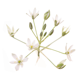 Etiquettes Star of Bethlehem - Planche de 15 Mes Fleurs de BACH 1 - mesfleursdebach.com 