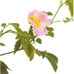 Etiquettes Wild Rose - planche de 15 Mes Fleurs de BACH 1 - mesfleursdebach.com 