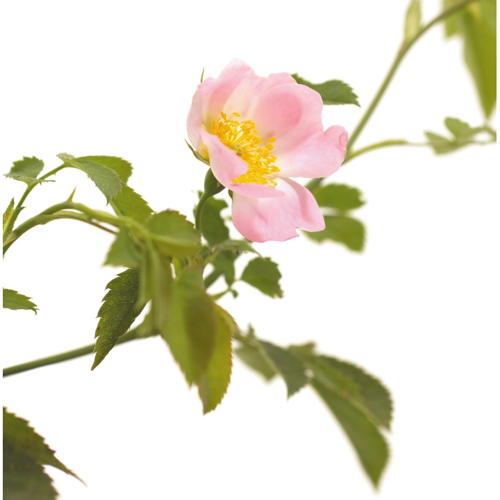 Etiquettes Wild Rose - planche de 15 Mes Fleurs de BACH 1 - mesfleursdebach.com 