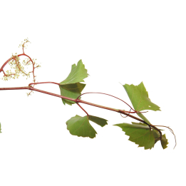 Etiquettes Vine - Planche de 15 Mes Fleurs de BACH 1 - mesfleursdebach.com 
