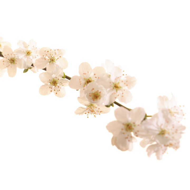 Etiquettes Cherry Plum - Planche de 15 Mes Fleurs de BACH 1 - mesfleursdebach.com 