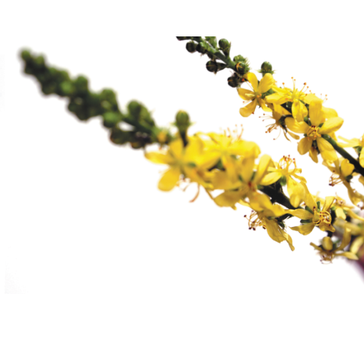 Agrimony Deva 15 ml (Aigremoine) Deva 2 - mesfleursdebach.com 