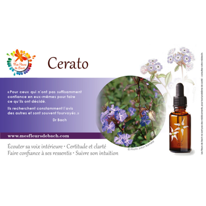 Cerato Deva 15 ml (Plumbago) Deva 3 - mesfleursdebach.com 